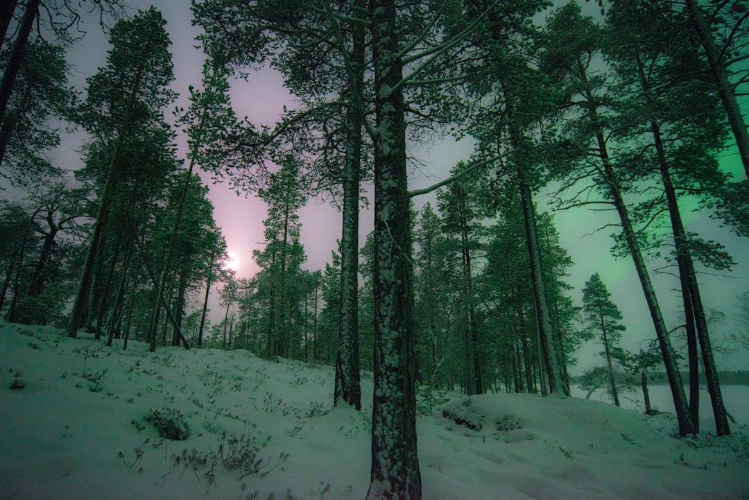Forest photo spot Nellim Finland