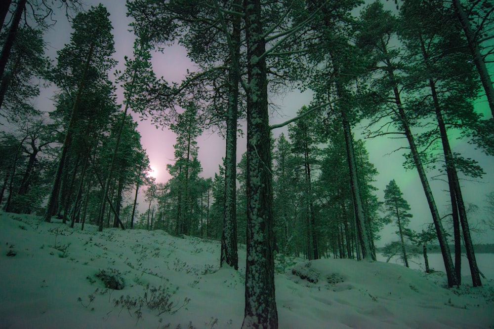 snow covered trees during daytime