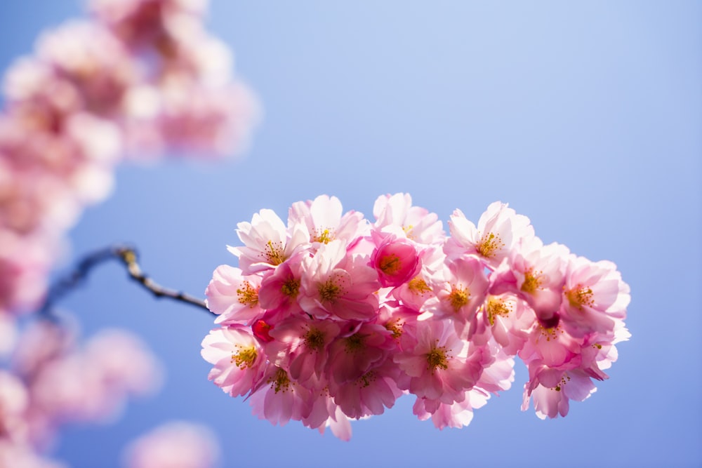 pink flowers