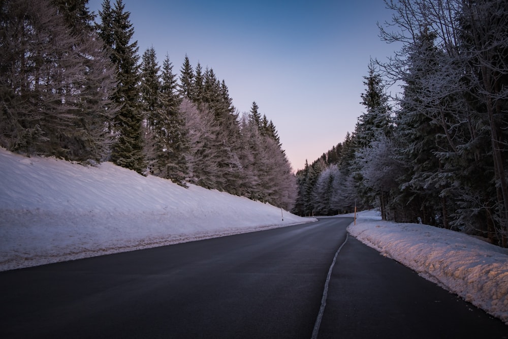 Autobahn zwischen schneebedeckten Kiefern tagsüber
