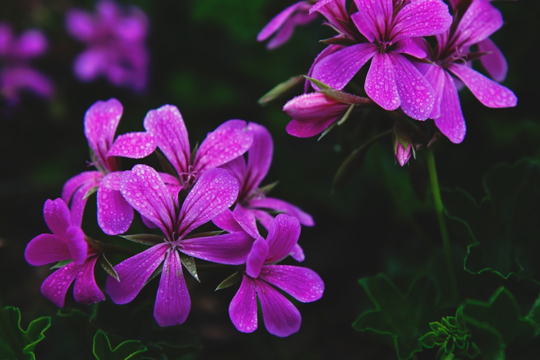 photography of purple petaled flowers