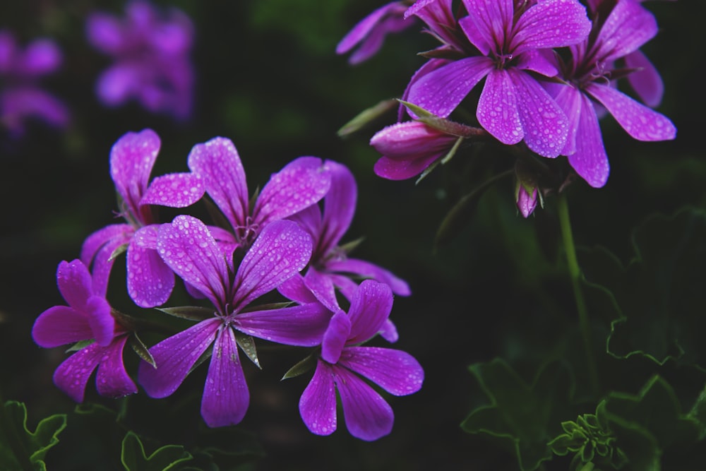 fotografia di fiori dai petali viola