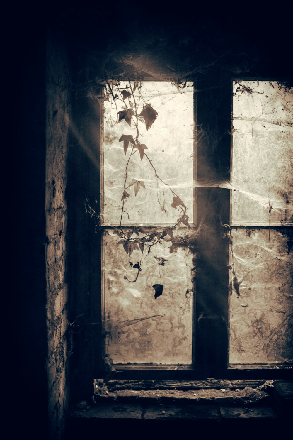grayscale photo of closed window with spiders webs and plants