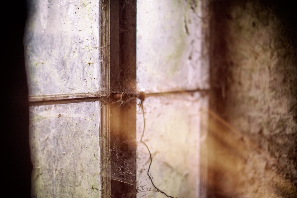 a window with vines growing out of it