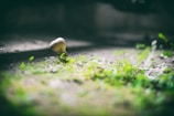A small mushroom grows amidst a patch of greenery with soft, blurred focus in the background. The environment appears natural and slightly damp, hinting at a forest floor or shaded garden area.
