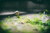 Close-up of mushrooms sprouting in the shadows of an urban garden, symbolizing growth in unexpected places.