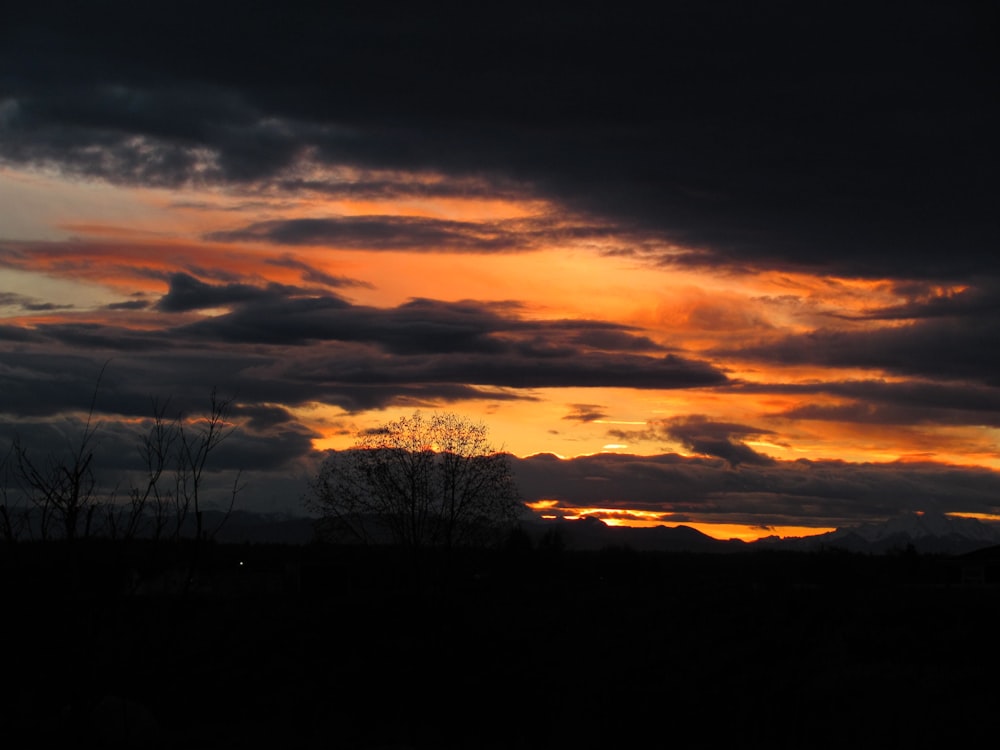 silhouette of tree under gray clouds during sunste