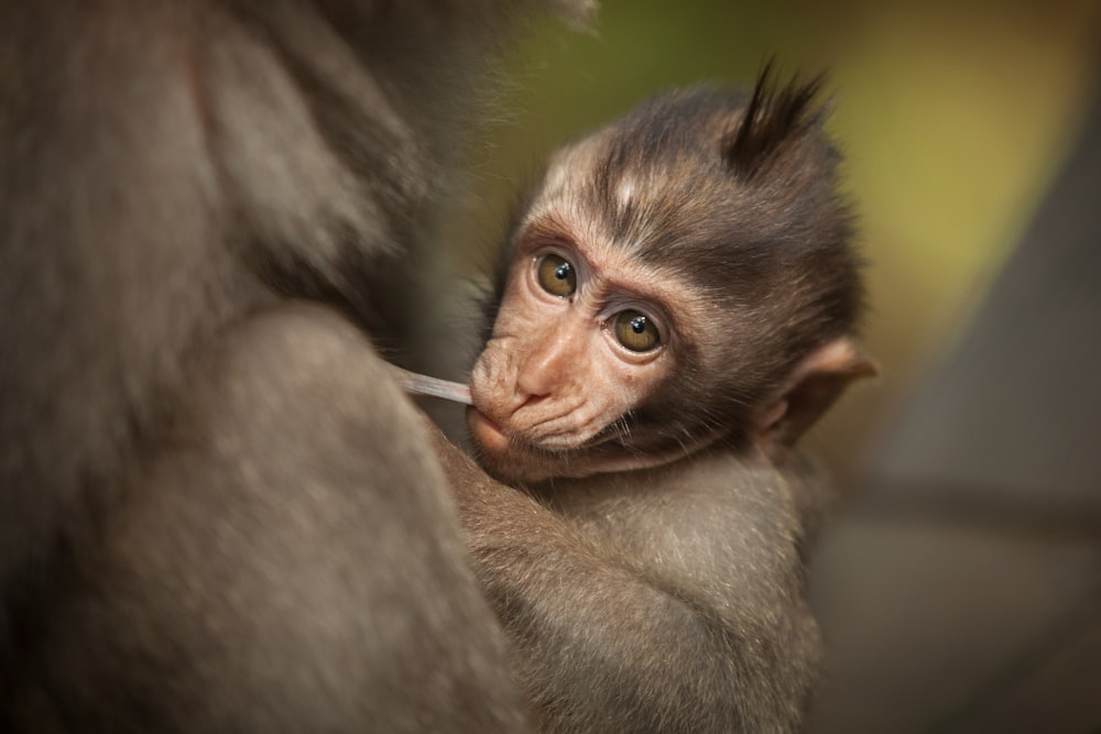 closeup photography of baby monkey