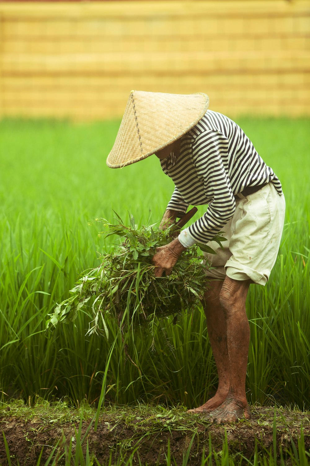person stands while holding green grass