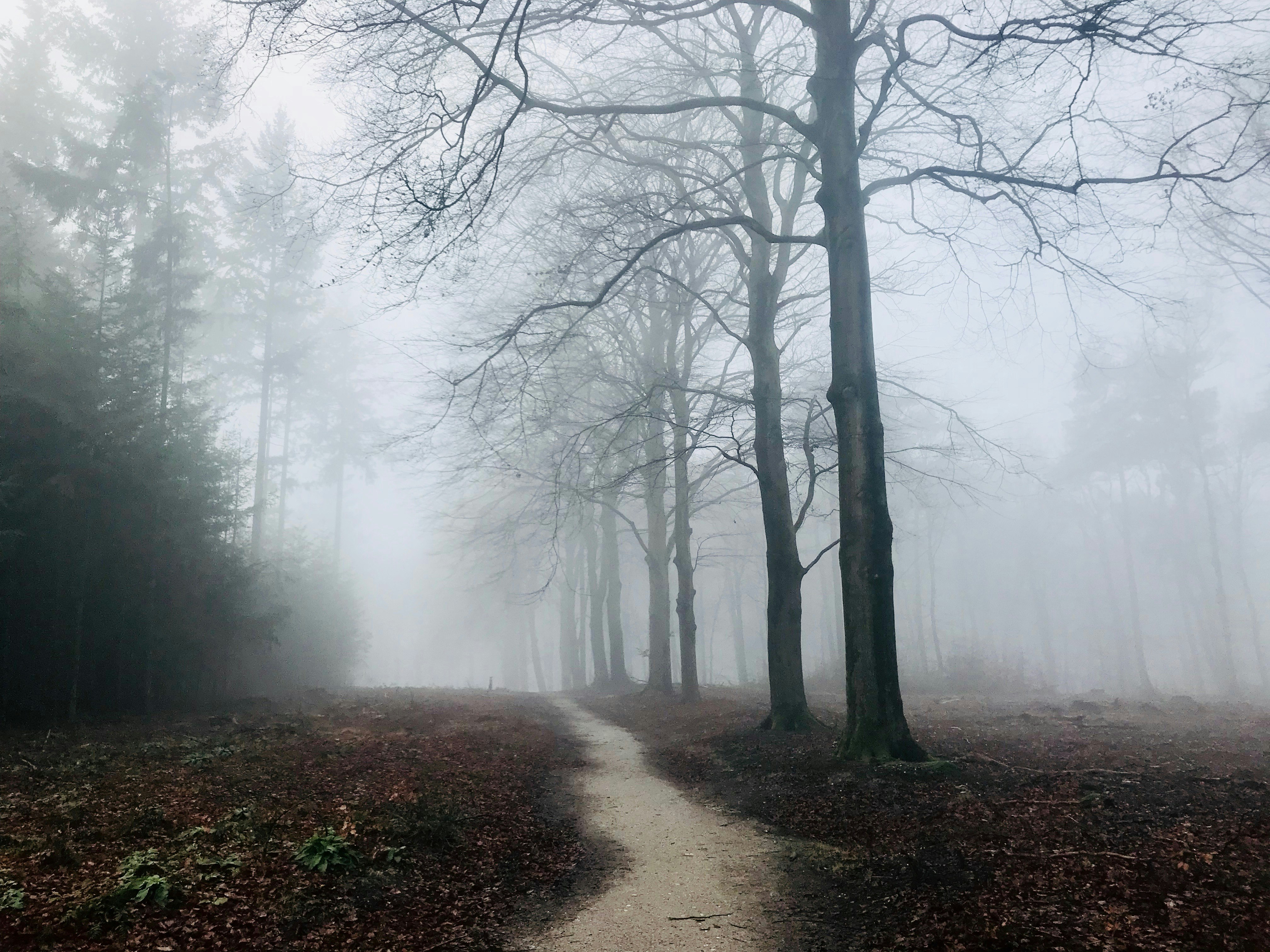 photography of bare trees with fogs