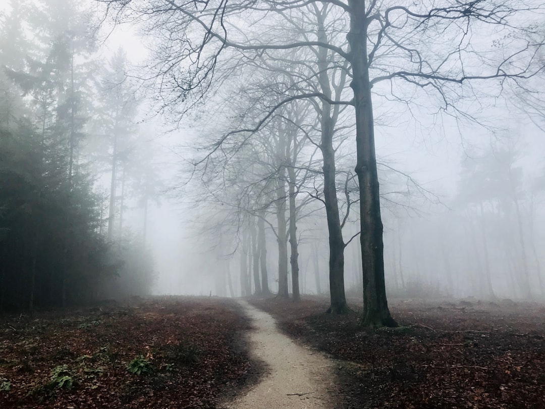 Forest photo spot Amerongen Lage Vuursche