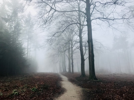 photo of Amerongen Forest near The Kilsdonk Mill