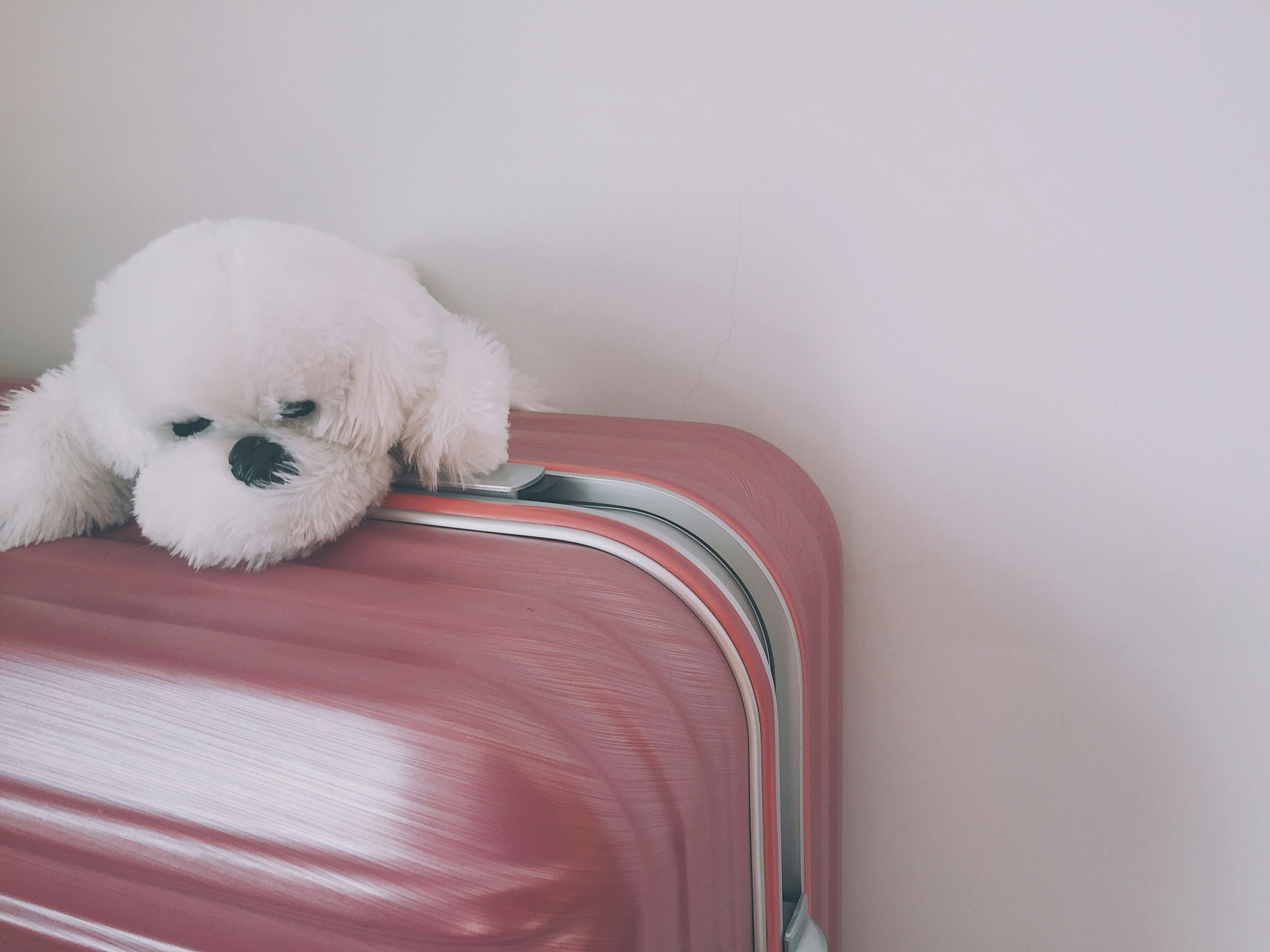 Hond met reiskoffer voor een internationale vakantie