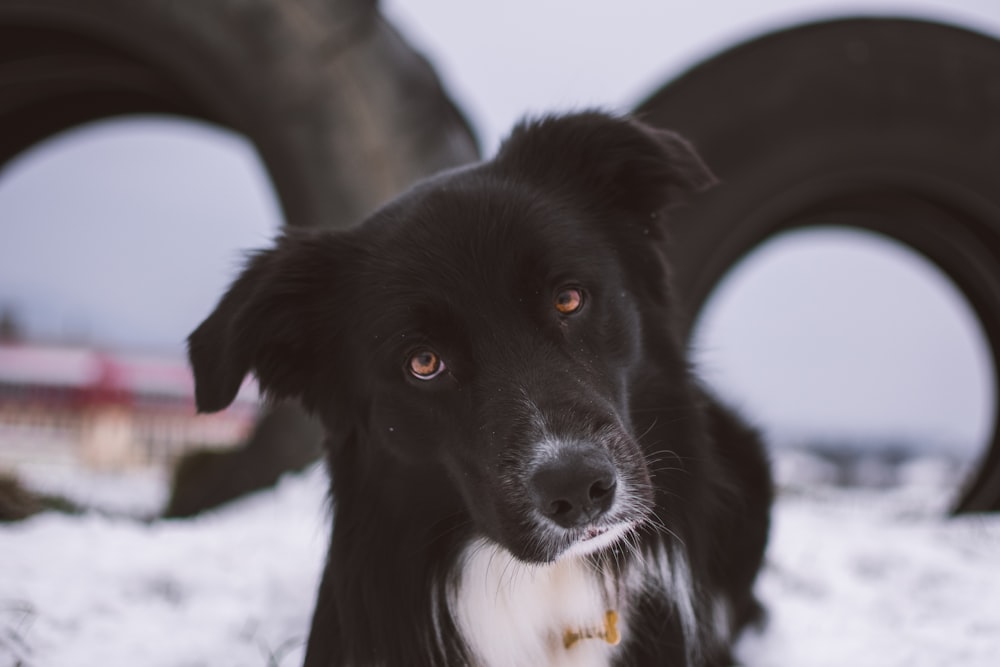 Border collie adulto in bianco e nero