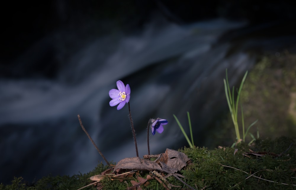 close up photo of two purple petaled flowers