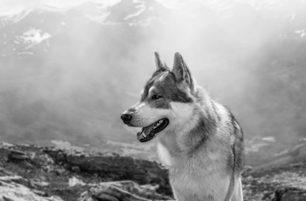 Fotografía en escala de grises de lobo en campo nevado