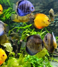 school of assorted-color fish