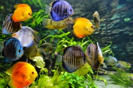 A vibrant aquarium scene featuring vividly colored fish swimming among lush green aquatic plants. The fish display a variety of colors, including bright orange, deep blue, and patterned stripes.