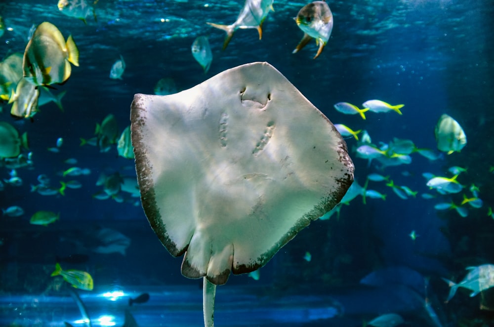 white and black stingray inside aquarium with other fishes