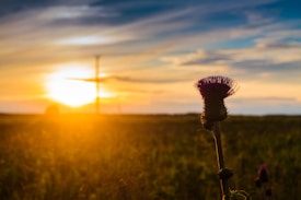 A thistle flower is prominently depicted in the foreground against a backdrop of a vibrant sunset. The sky is filled with an array of colors including oranges, yellows, and blues. The landscape is a field, and the light from the setting sun creates a warm glow across the scene.
