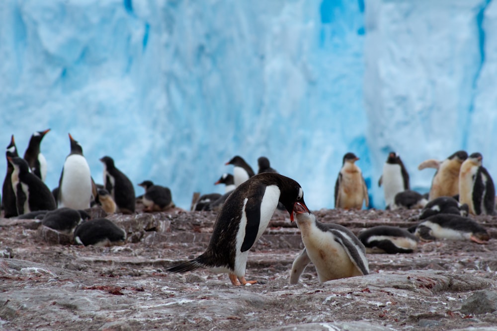 troupeau de pingouins