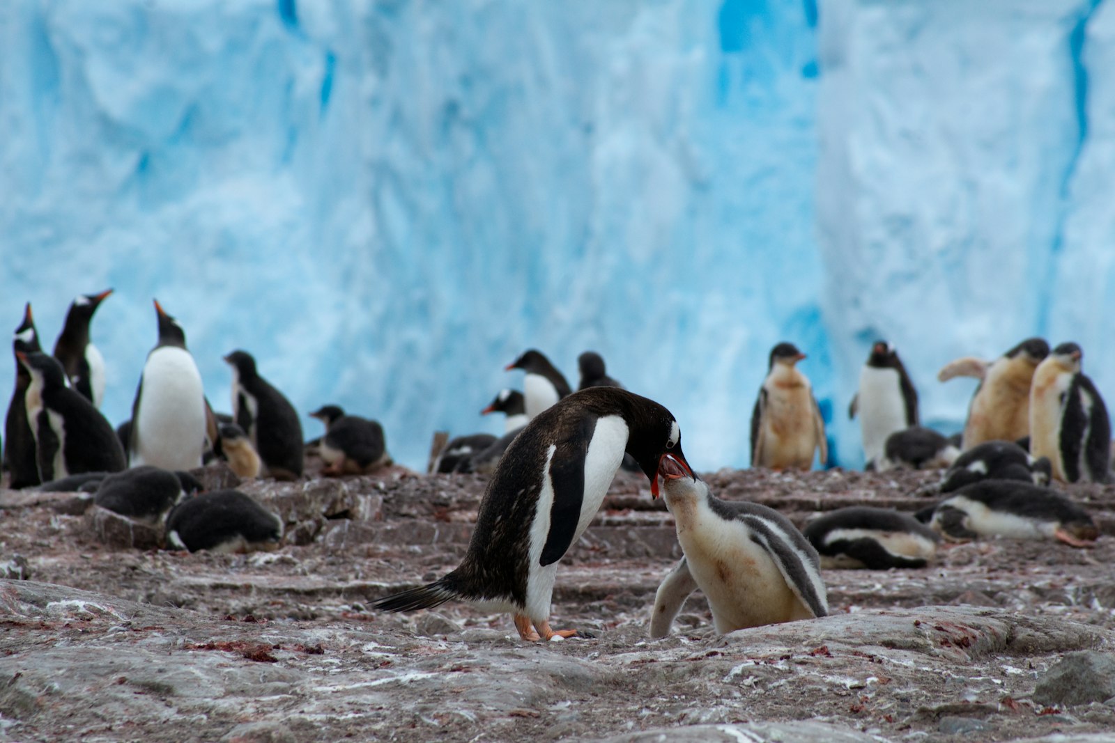 Sony 75-300mm F4.5-5.6 sample photo. Flock of penguins photography