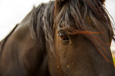 Close-up of a calm horse’s face, illustrating the sensory and tactile focus of ground-based equine t