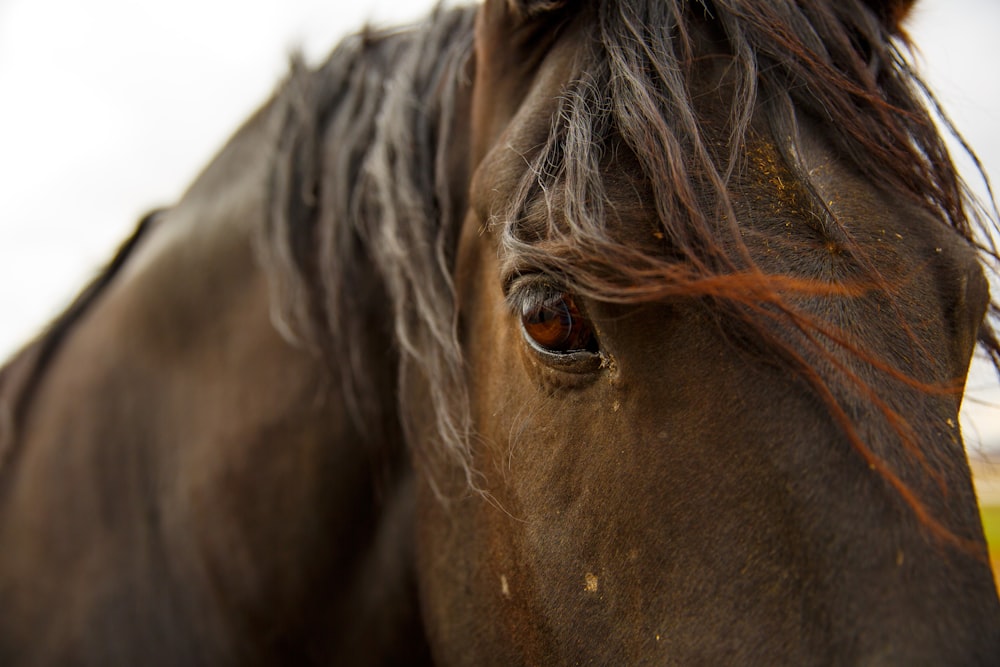 Foto de primer plano del caballo marrón