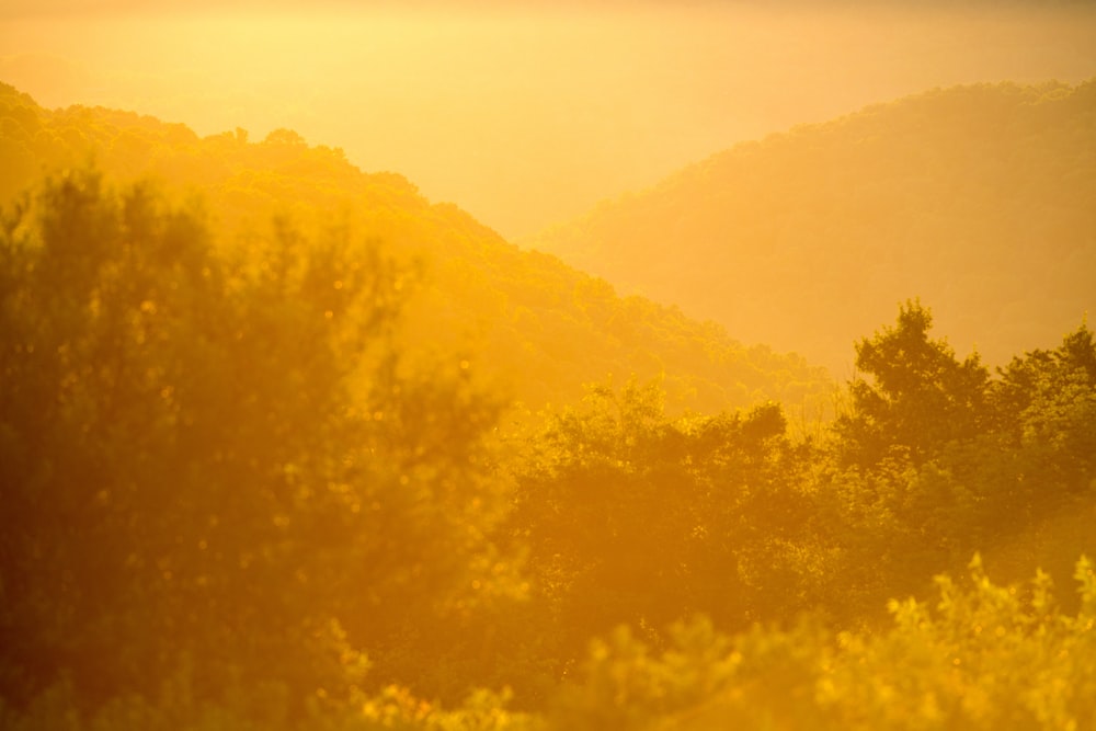 sepia photo of trees during daytime