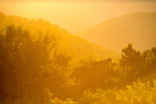 A landscape featuring densely forested hills bathed in warm, golden sunlight. The lush greenery of the trees is accentuated by the intense yellow and orange hues from the sunlight, creating a hazy and serene ambiance. The image captures the natural beauty and tranquility of the scene.
