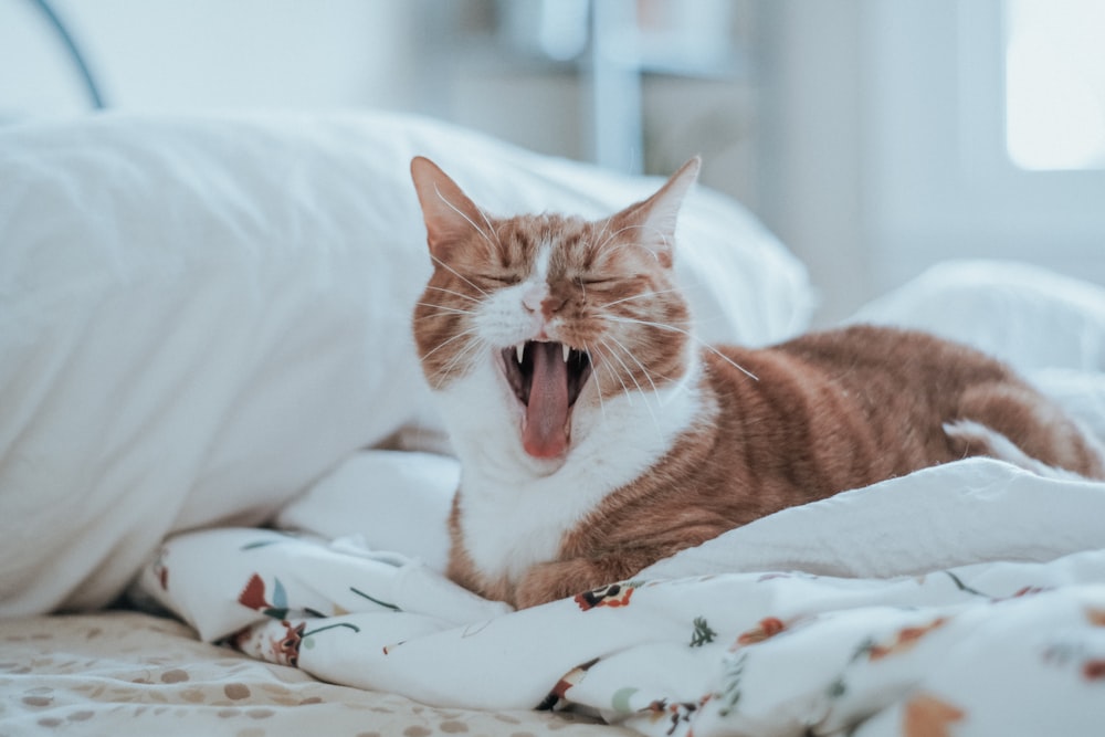 tan and white cat on white bedspread