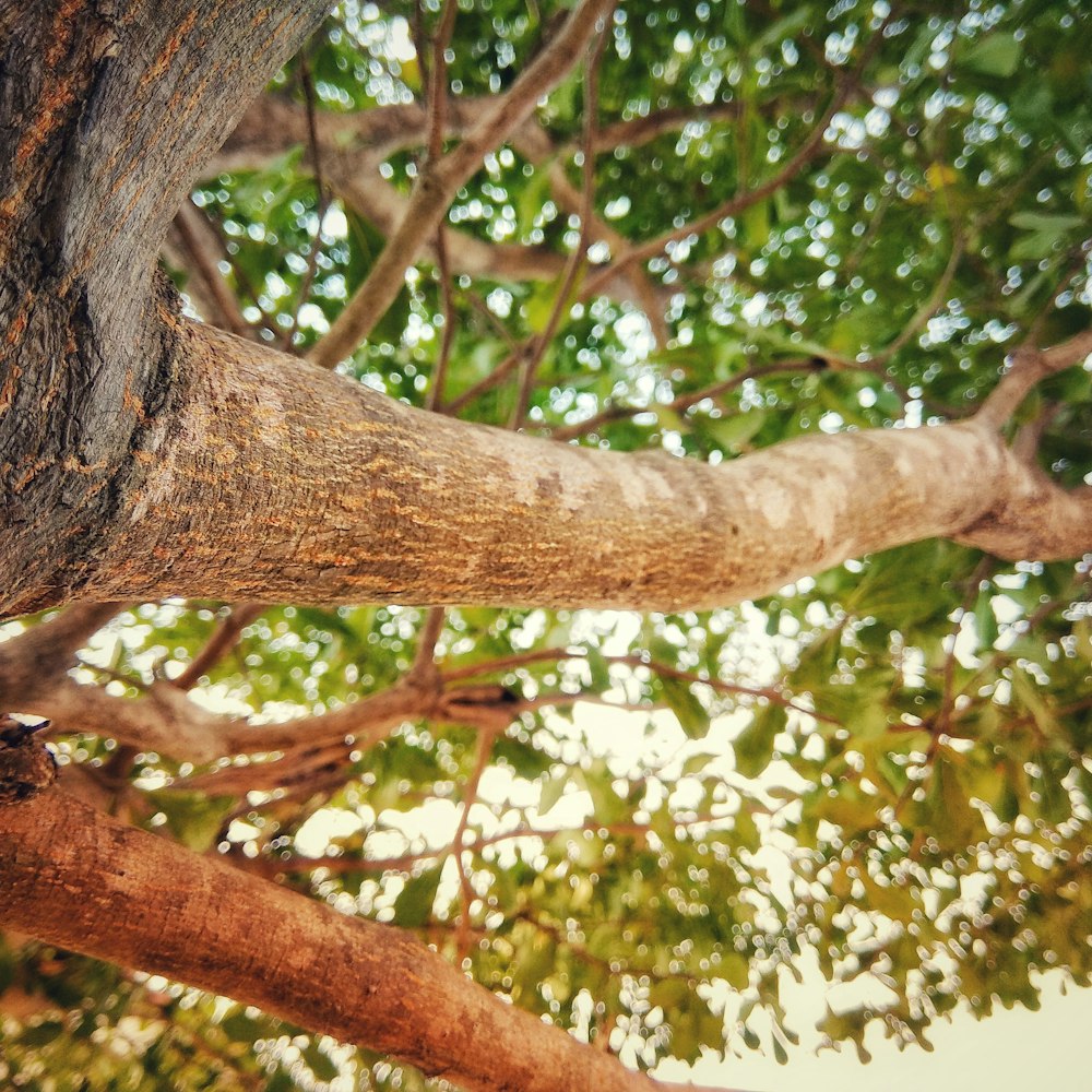 Fotografía de ángulo bajo de un árbol durante el día