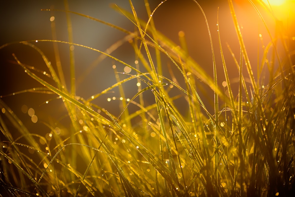 shallow focus photography of green grass