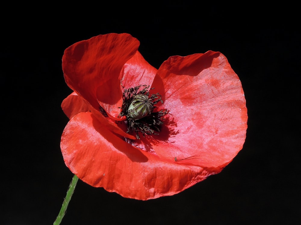 photo of poppy flower