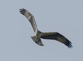 An osprey is soaring through a clear blue sky, its wings fully extended and slightly curved upward. The bird's powerful presence is highlighted by its sharp beak and intense gaze.
