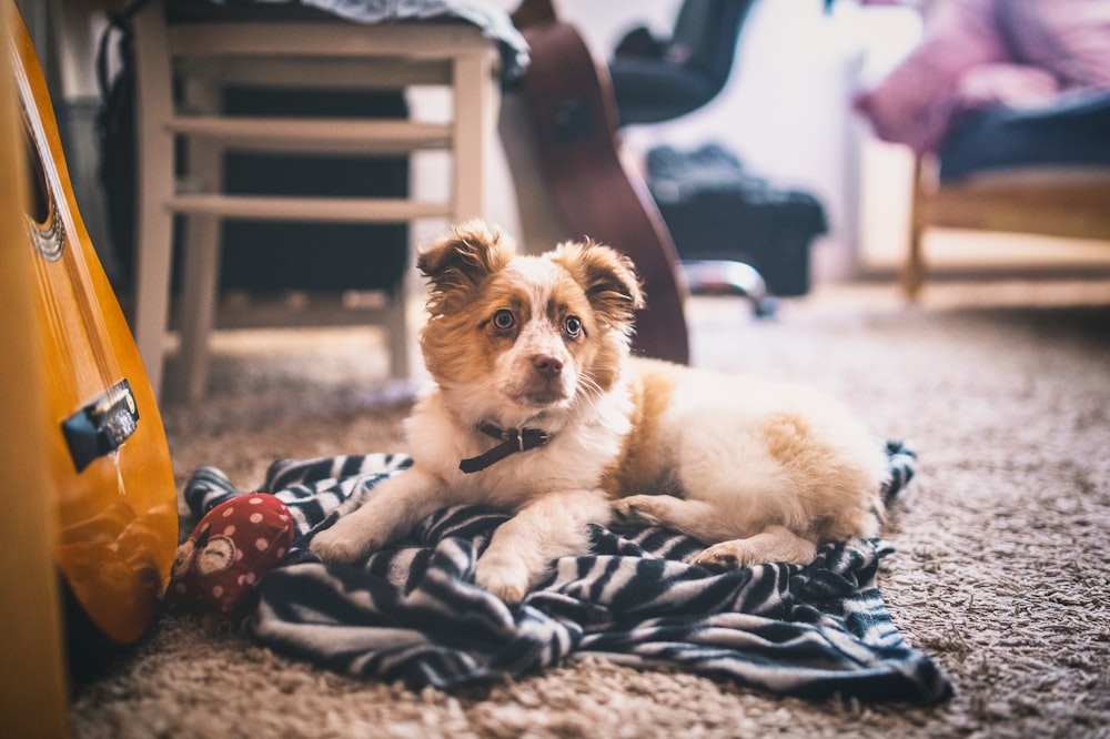 short-coated fawn and white puppy beside guitar inside room