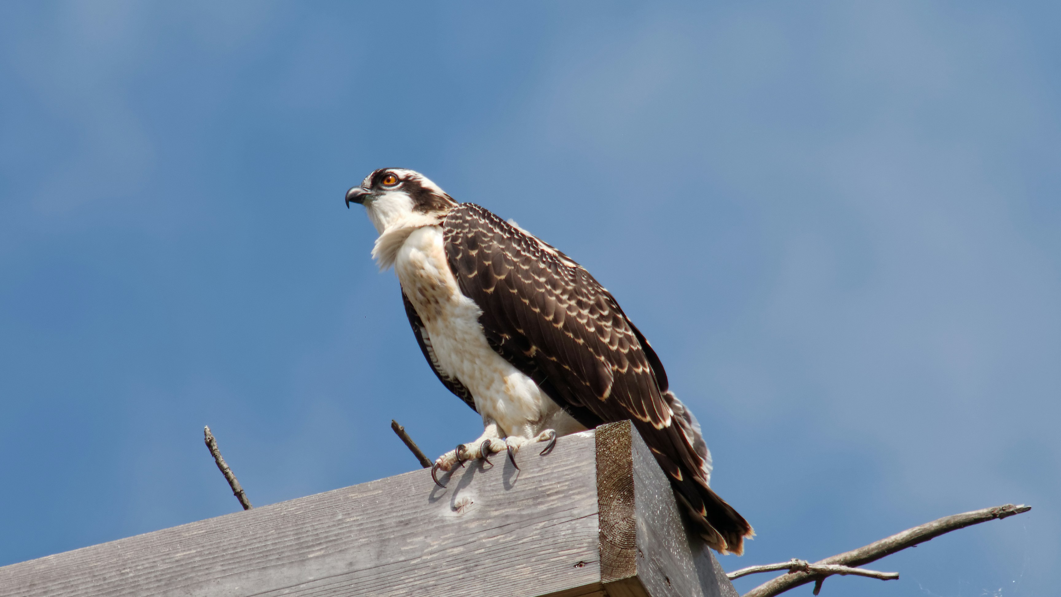 brown and white hawk perch on brown board during daytime, About as close as I’ve got to this guy, maybe 30m give or take. with Minolta MC Tele Rokkor HF 300mm f4.5 handheld.</p><p>funny enough, that perch is not their nest, they made their nest on a light rack for a ball park, when the went south for the season, the ballpark built that perch (about 1/2 to 2/3 the height of their original) and moved the nest over to it. the birds came back in the spring and pretty much went “uh uh”, and promptly rebuilt their nest back on the light rack. they’ve been there since