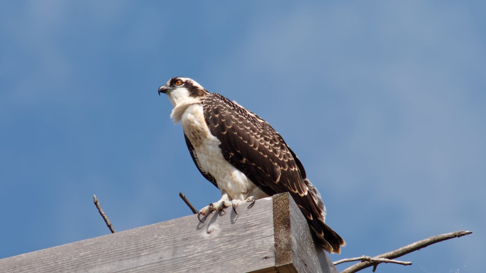 brown and white hawk perch on brown board during daytime