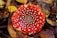 A bright red mushroom with white spots is centered in the image, lying on a bed of dried brown and yellow leaves.