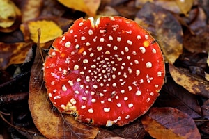 Reishi Slices