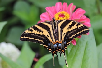 A vibrant butterfly perched delicately on a bright yellow flower.
