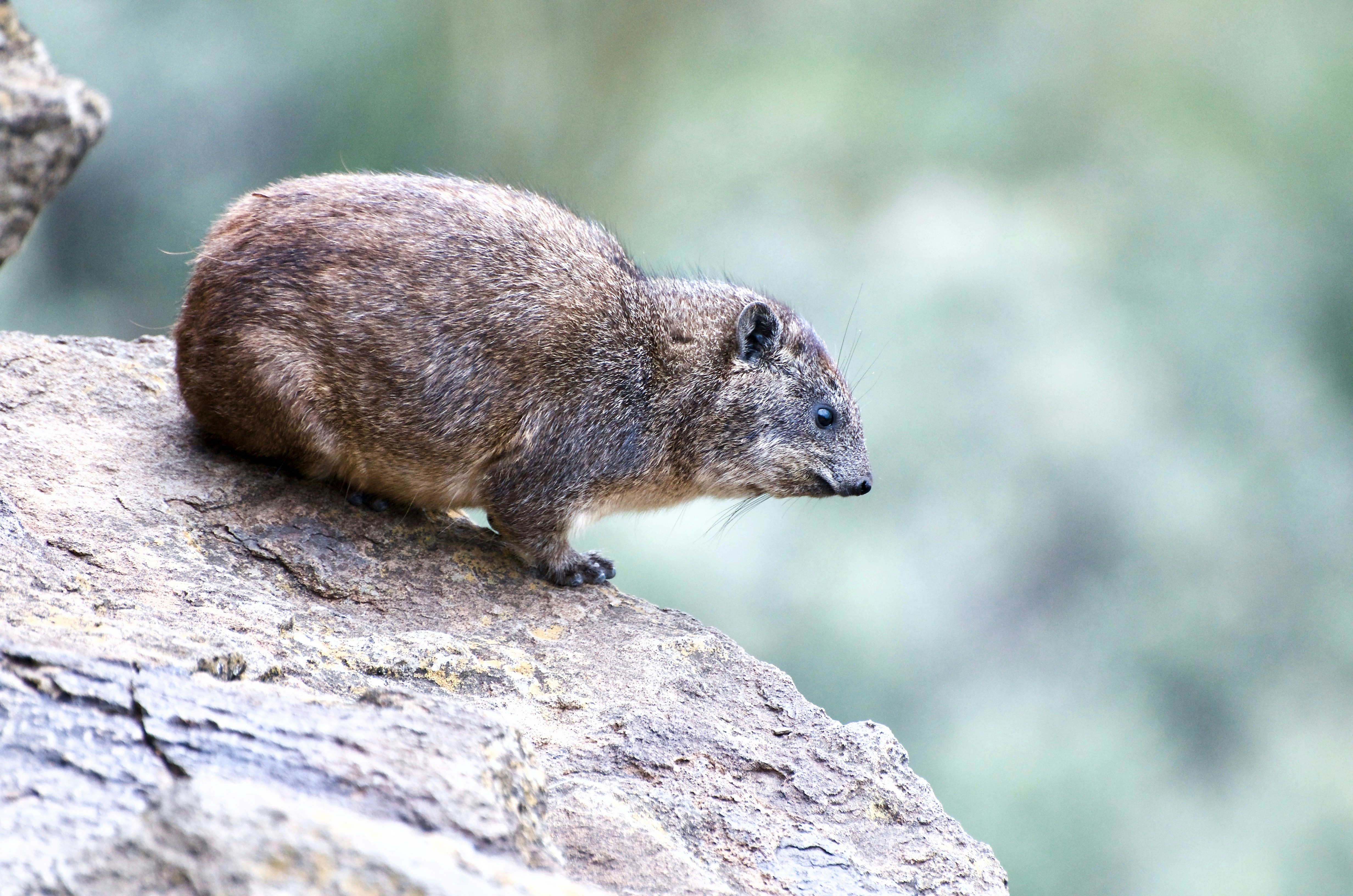 selective focus photo of brown rodent stands on rock formation