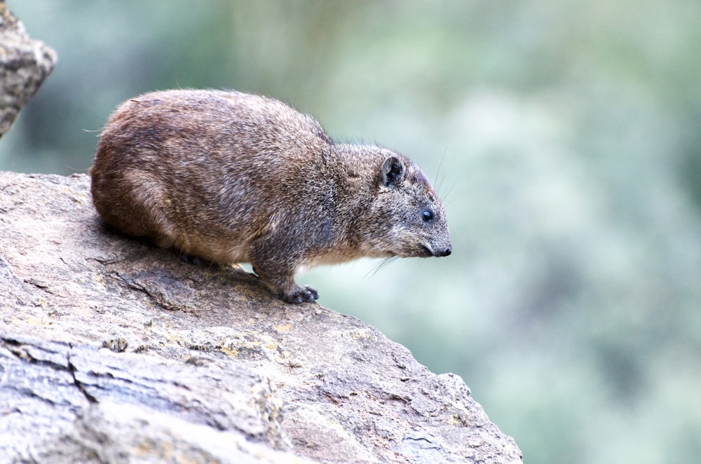 selective focus photo of brown rodent stands on rock formation