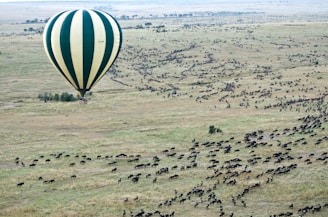aerial photography of hot air balloon