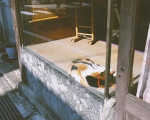 A calico cat is peacefully resting on a tatami mat inside a traditional room. The room is enclosed with glass, allowing sunlight to filter in. A small wooden table stands nearby, and the exterior of the building features stone and wood elements.