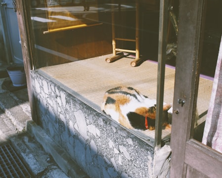 A calico cat is peacefully resting on a tatami mat inside a traditional room. The room is enclosed with glass, allowing sunlight to filter in. A small wooden table stands nearby, and the exterior of the building features stone and wood elements.