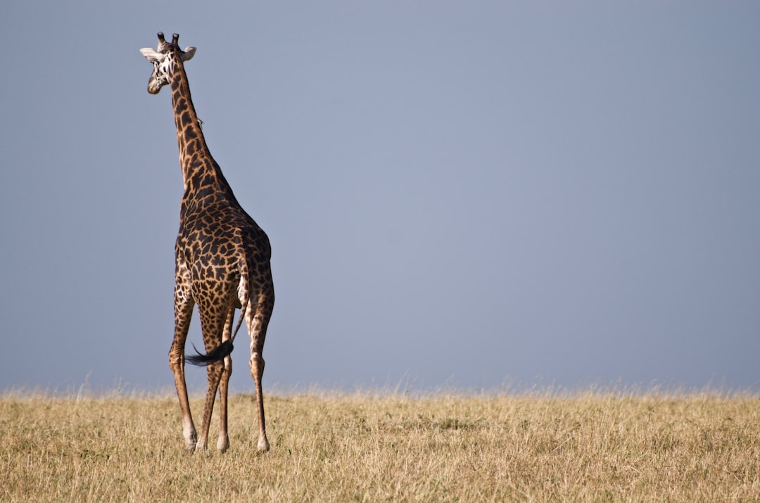 Plain photo spot Masai Mara National Reserve Maasai Mara National Reserve