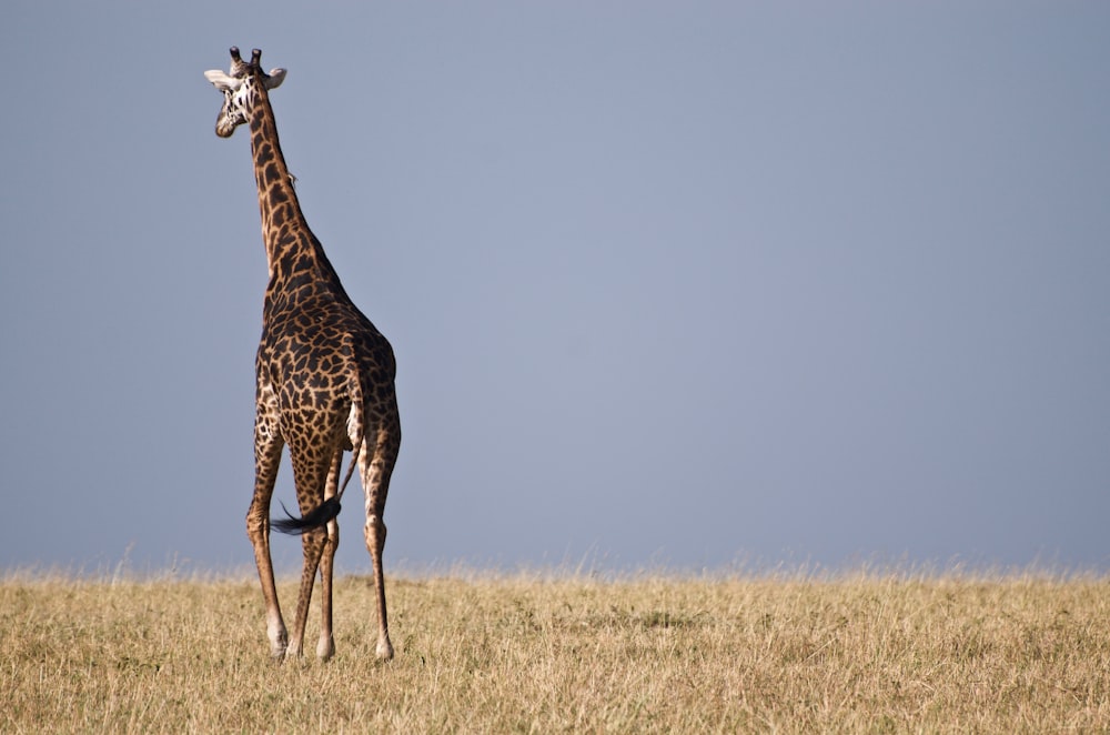 giraffe standing on grassland