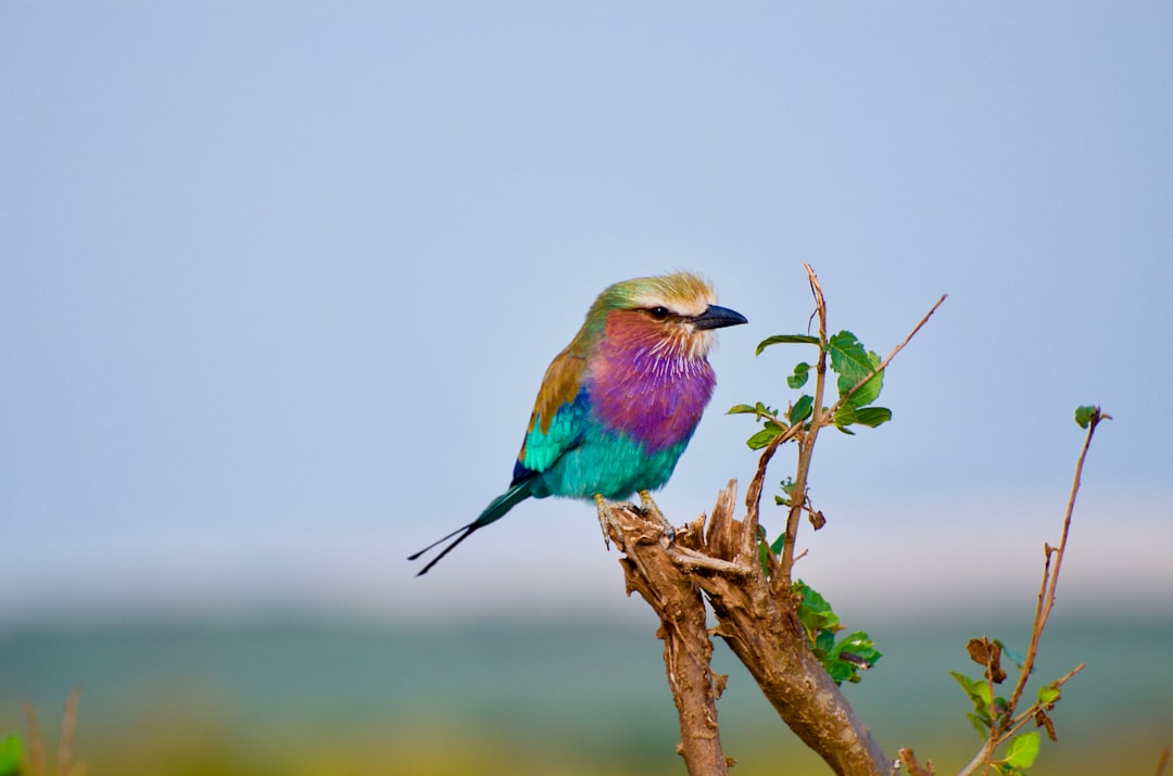 purple, blue, and brown bird perch on branch
