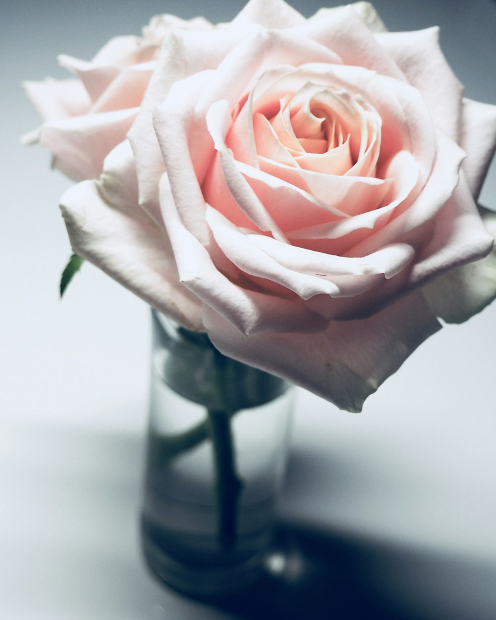 pink rose on clear glass vase